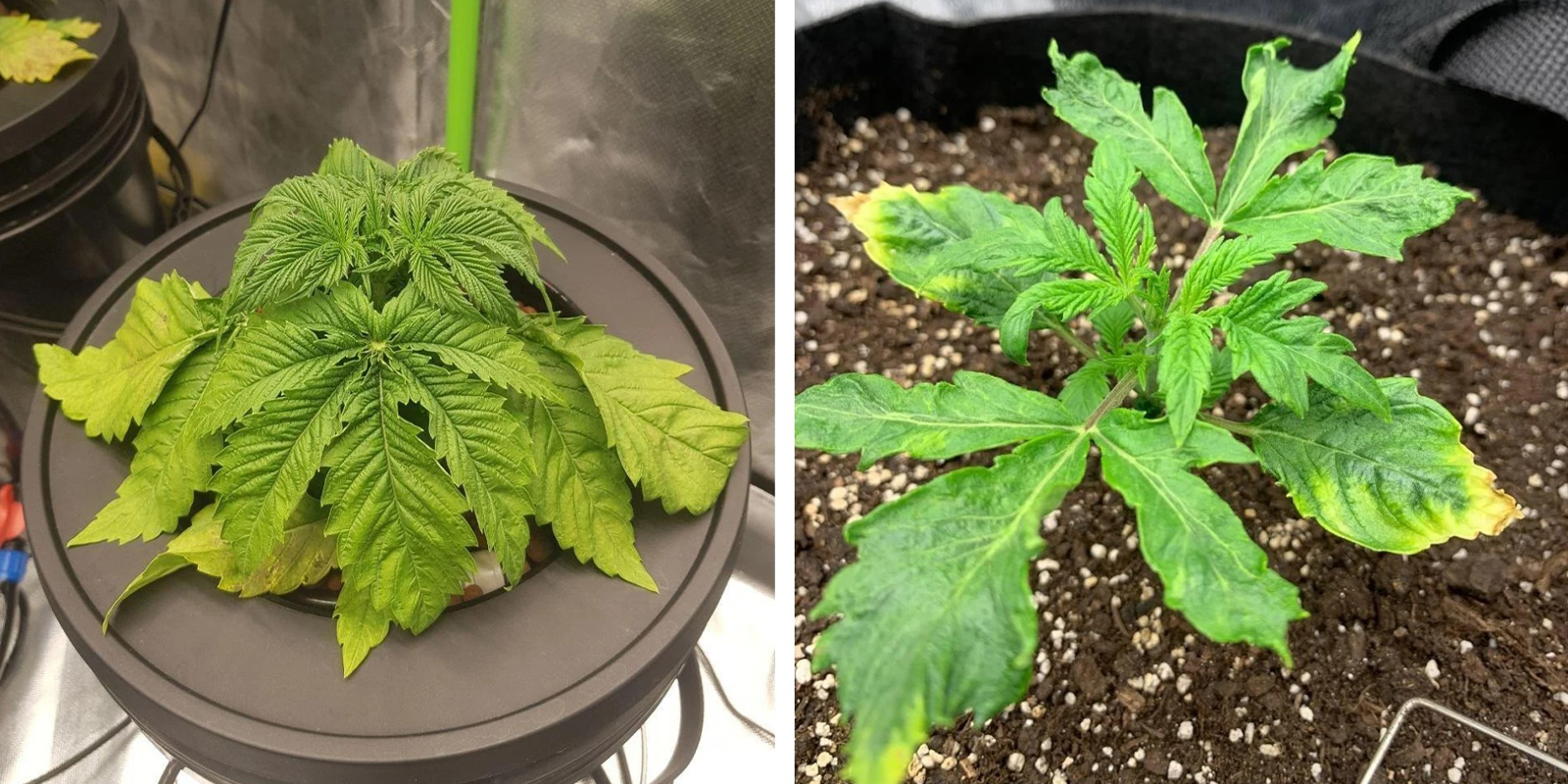 Overwatering and root stress Overwatering and root stress