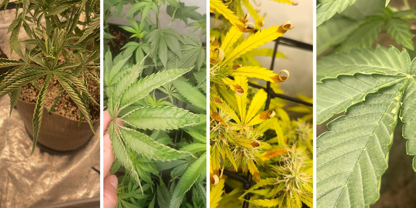 Visual symptoms to spot Visual symptoms to spot