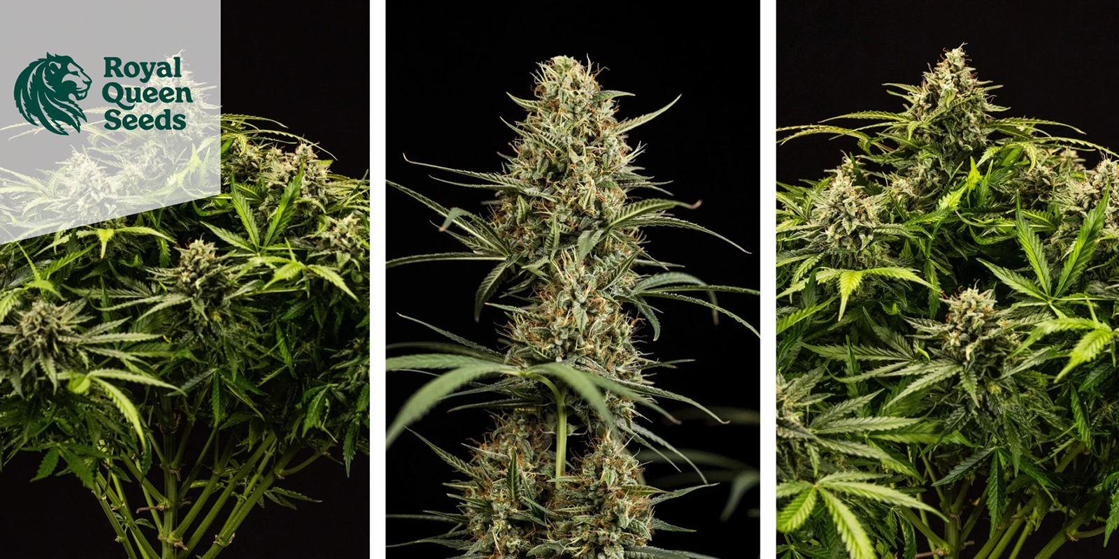 7. Dance World (Royal Queen Seeds)