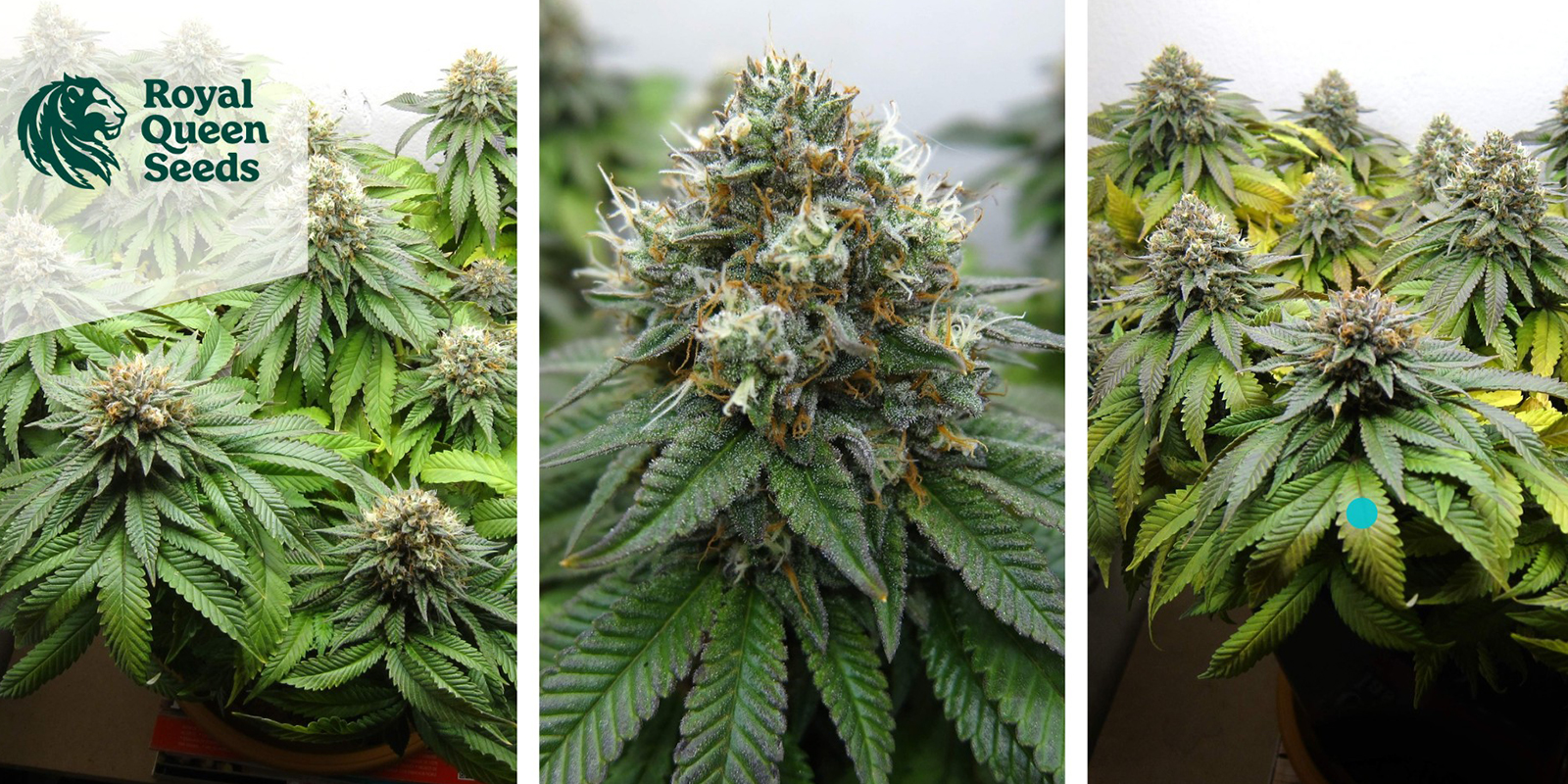 9. Euphoria (Royal Queen Seeds)