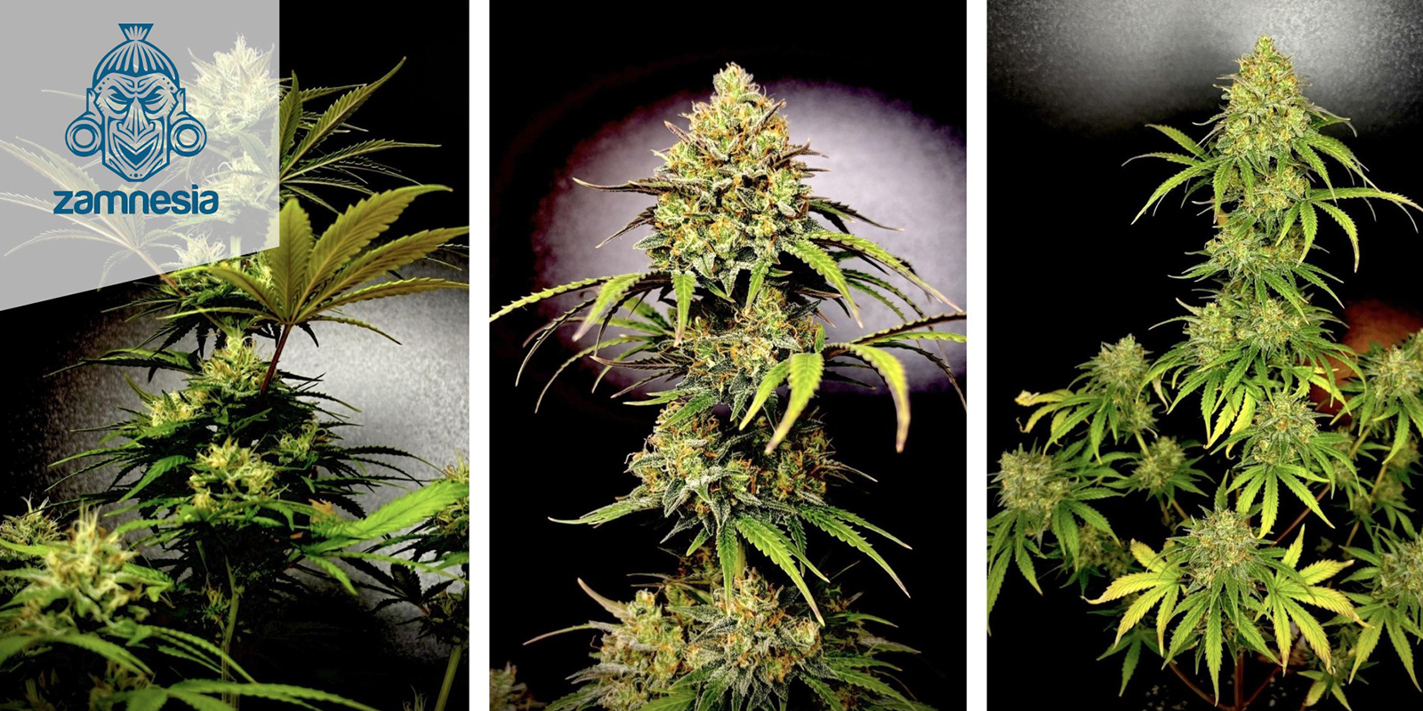 3. Passion Fruitz Autoflower (Zamnesia Seeds)