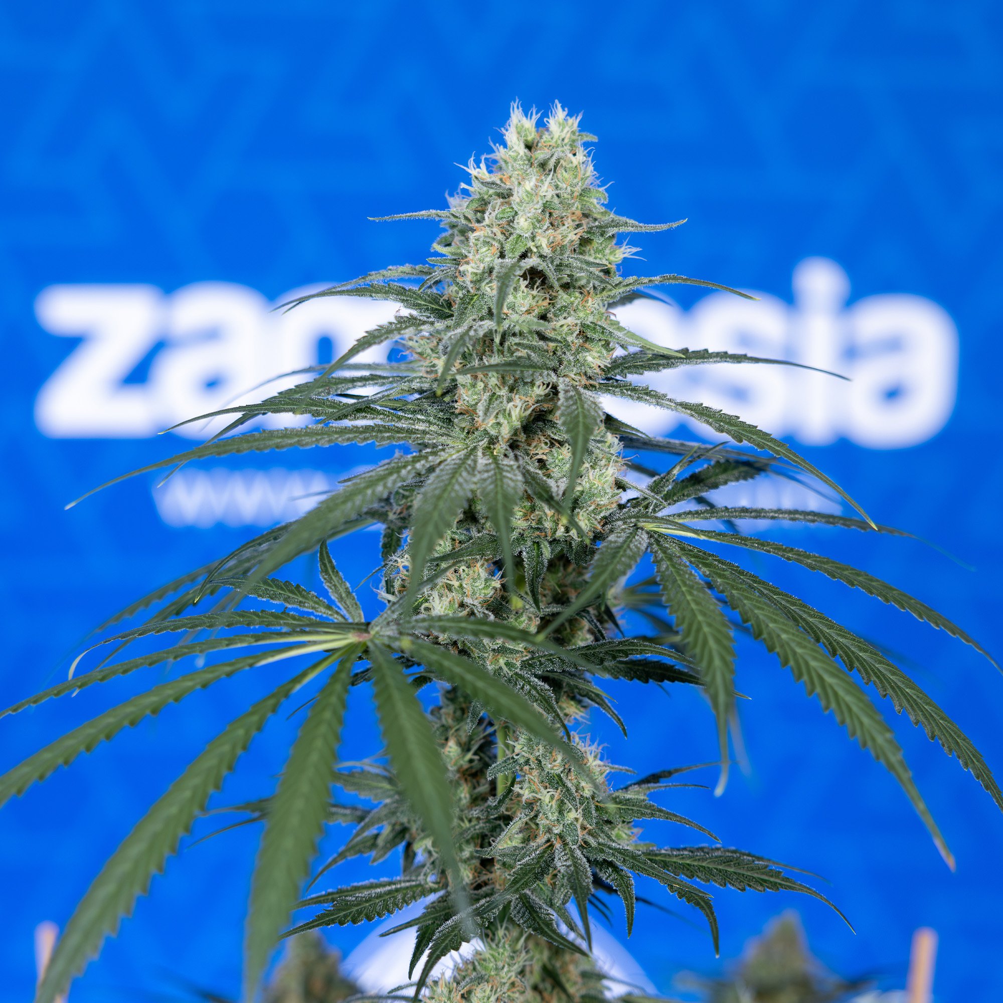 Early Skunk (Sensi Seeds)