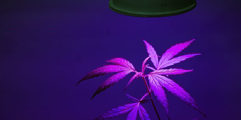 How far should LED grow lights be from my cannabis plants?