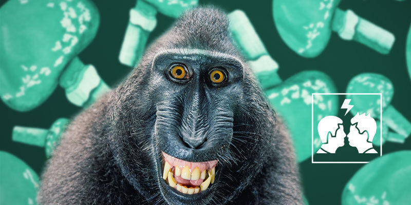 Why Is the Stoned Ape Theory Controversial?