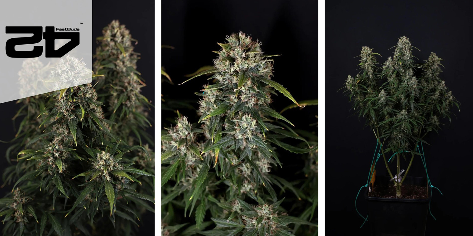 Gorilla Cookies Auto: FastBuds