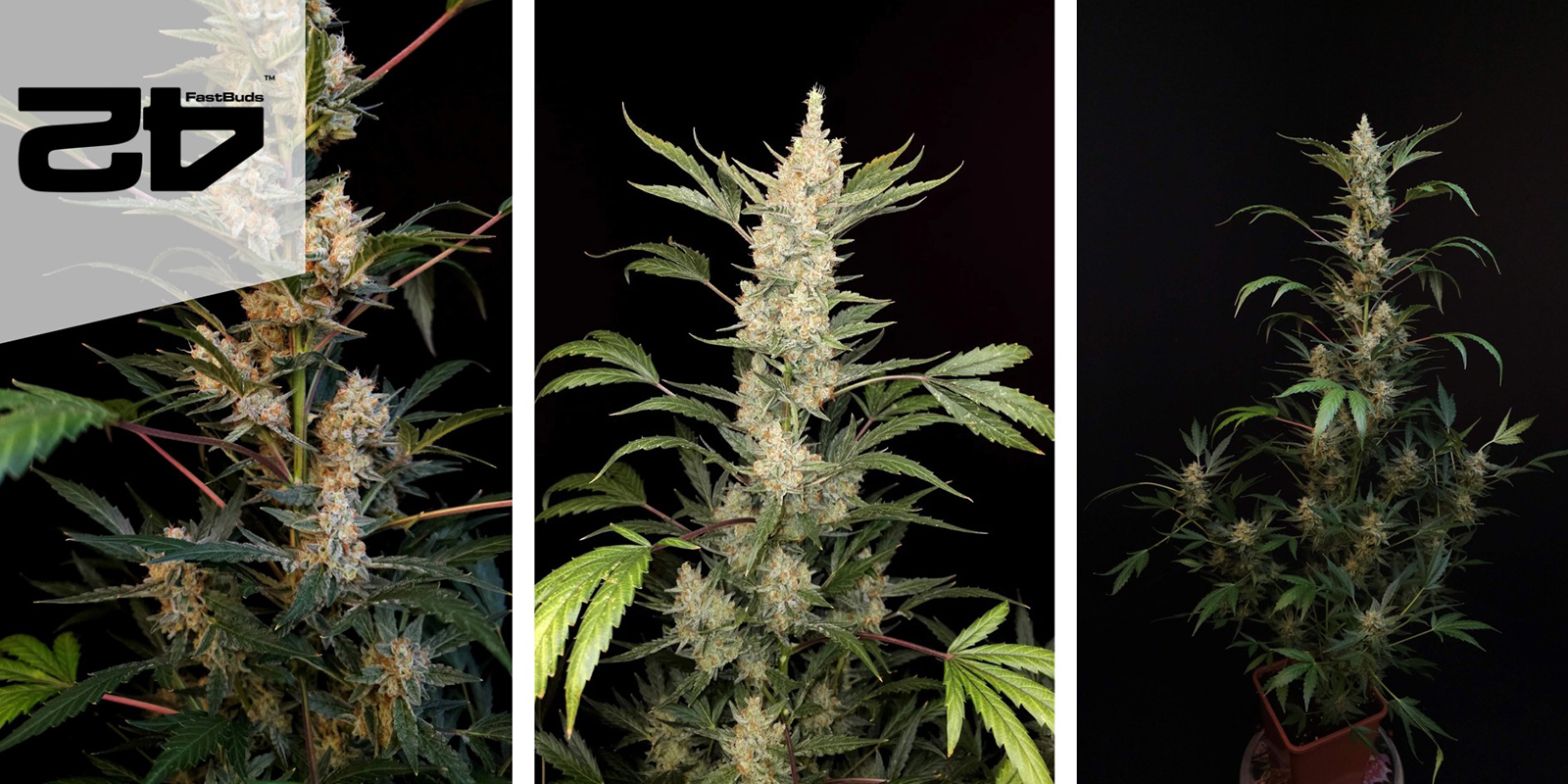 Green Crack Auto: FastBuds