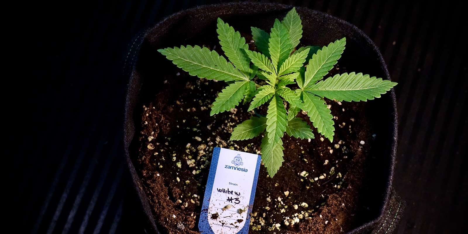 Practical tips for outdoor success in the UK