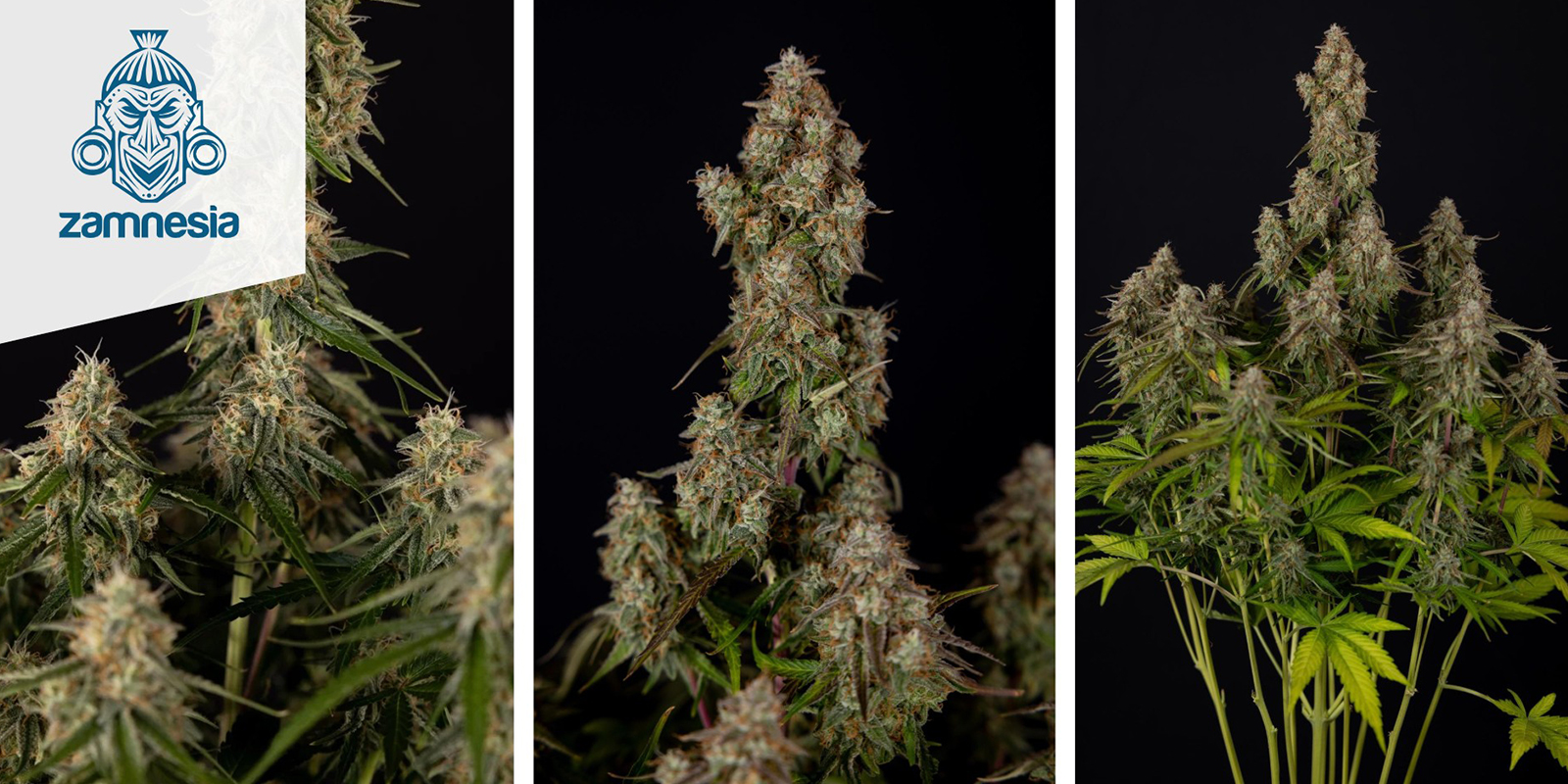 Wurlz F1 Autoflower: Zamnesia Seeds