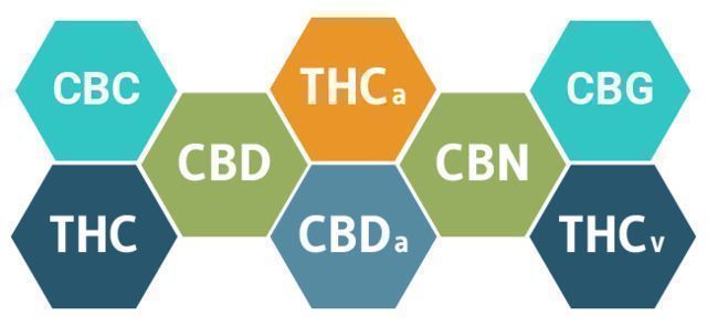 HOW WILL CBD AFFECT YOUR BODY?