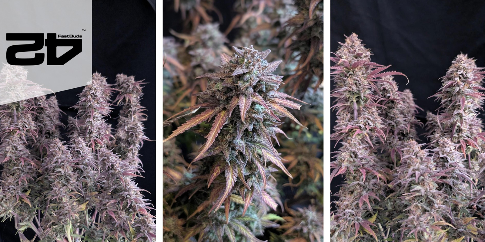 Banana Purple Punch Auto (FastBuds) Banana Purple Punch Auto (FastBuds)