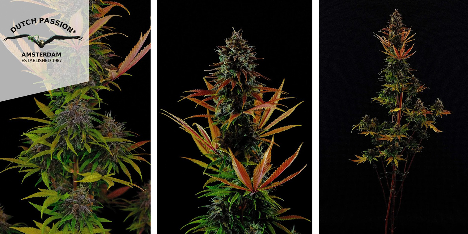 Durban Poison (Dutch Passion) Durban Poison (Dutch Passion)