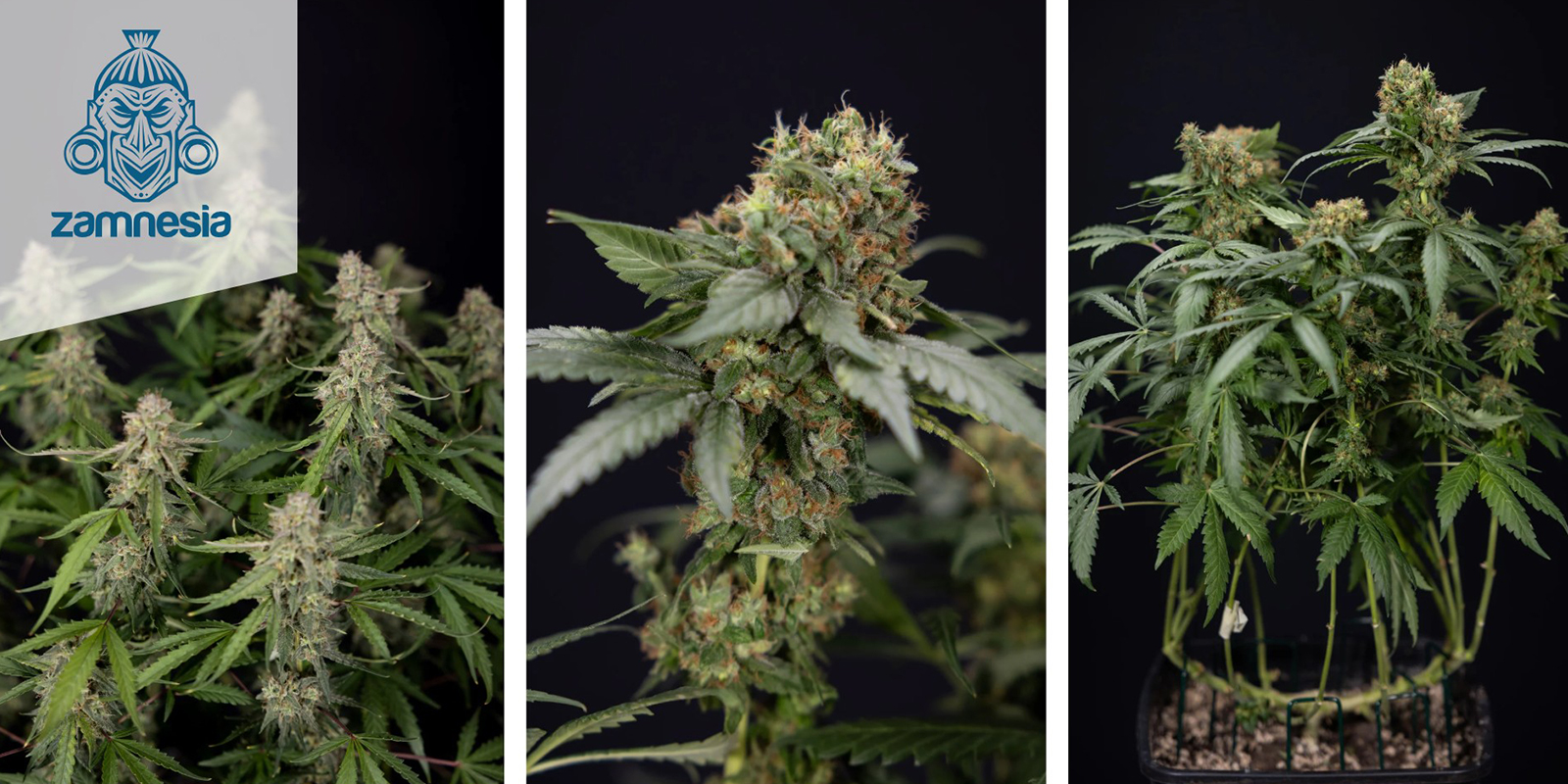 Green Crack F1 Hybrid Automatic (Zamnesia Seeds) Green Crack F1 Hybrid Automatic (Zamnesia Seeds)