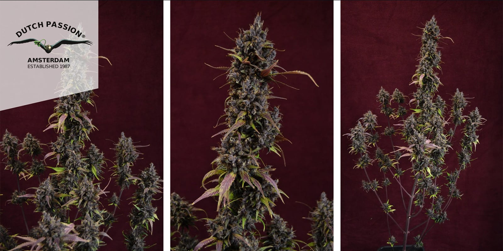 Auto Blackberry Kush (Dutch Passion) feminized