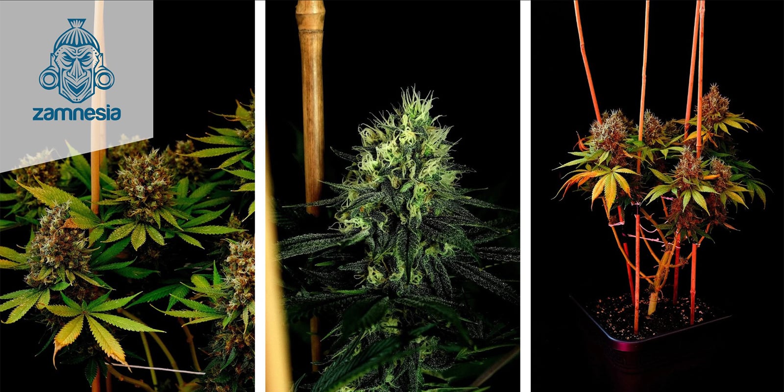 Kalini Asia (Zamnesia Seeds) Feminized