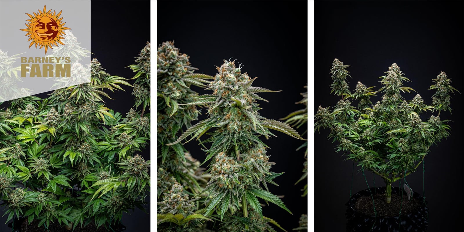 Zkittlez OG Auto (Barney's Farm) feminized