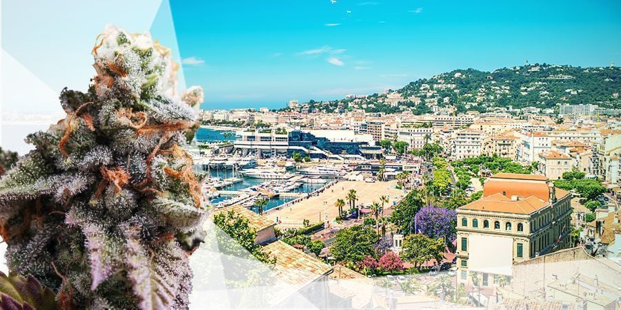 BEST CANNABIS STRAINS FOR THE MEDITERRANEAN