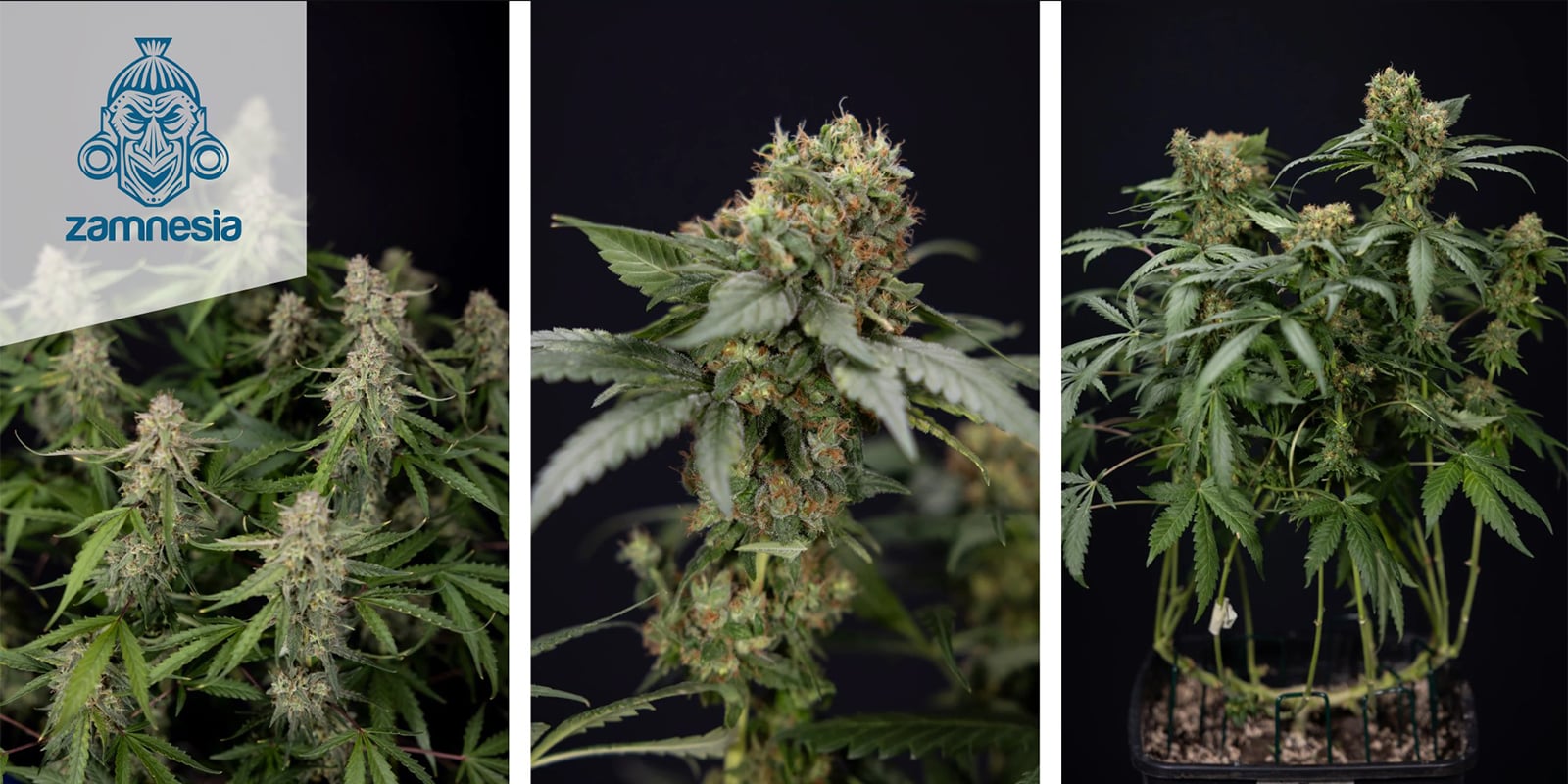 Green Crack F1 Autoflower (Zamnesia Seeds) feminized