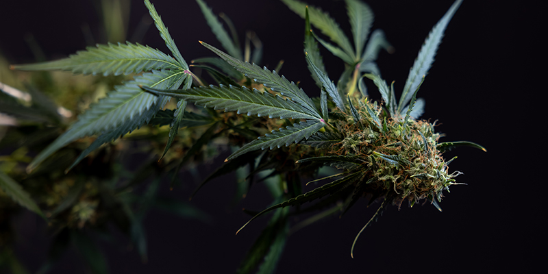 Cosmos F1 CBD Cosmos F1 CBD