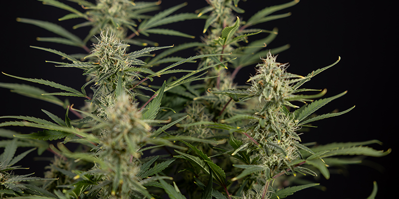 Fast Buds CBD Auto 20:1 Fast Buds CBD Auto 20:1
