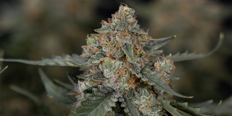 Sir Jack Auto Pure CBD Sir Jack Auto Pure CBD