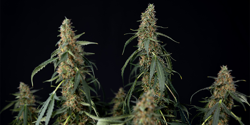 CBD ACDC CBD ACDC