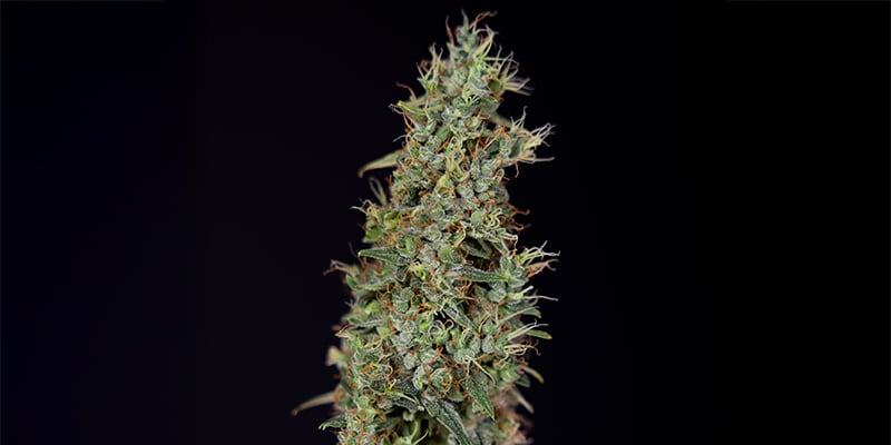 Kush N Cookies CBD Kush N Cookies CBD