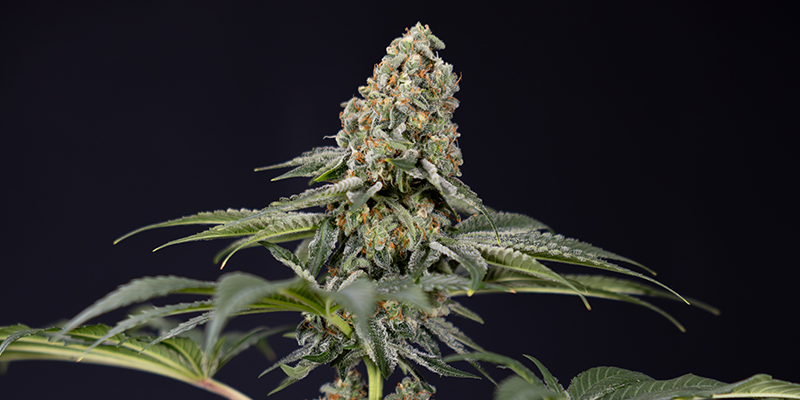 TNT Kush CBD TNT Kush CBD