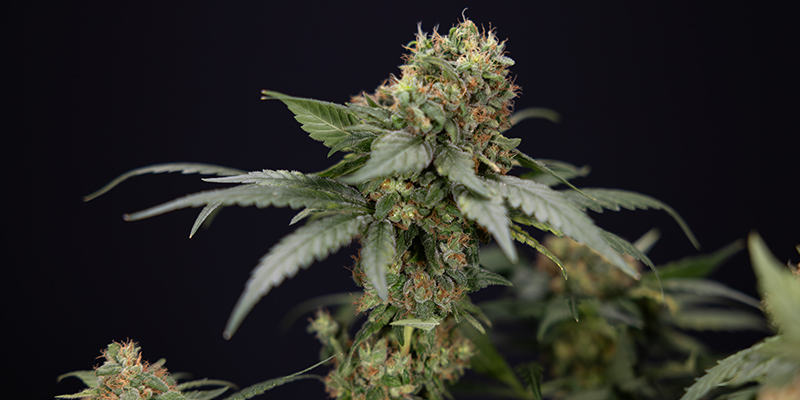 Choosing the right CBD strain for your setup Choosing the right CBD strain for your setup
