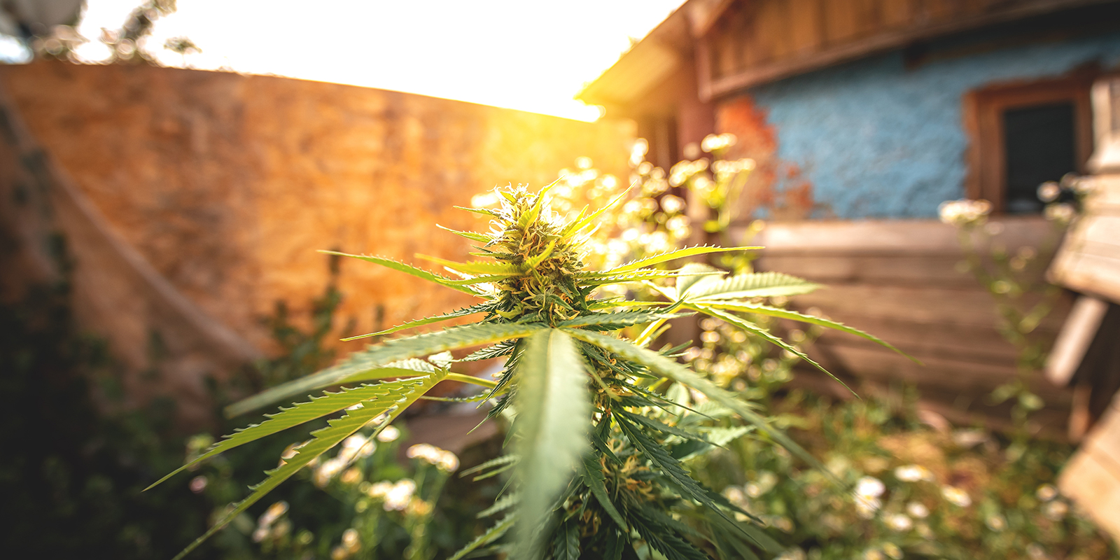 Why the Netherlands is Ideal for Outdoor Growing