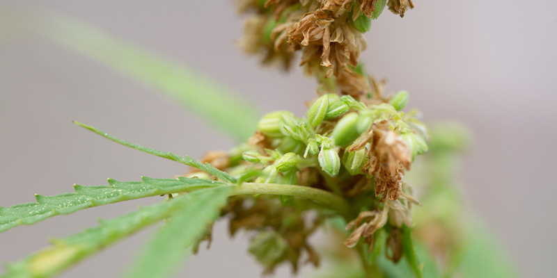 Advanced applications for experienced growers