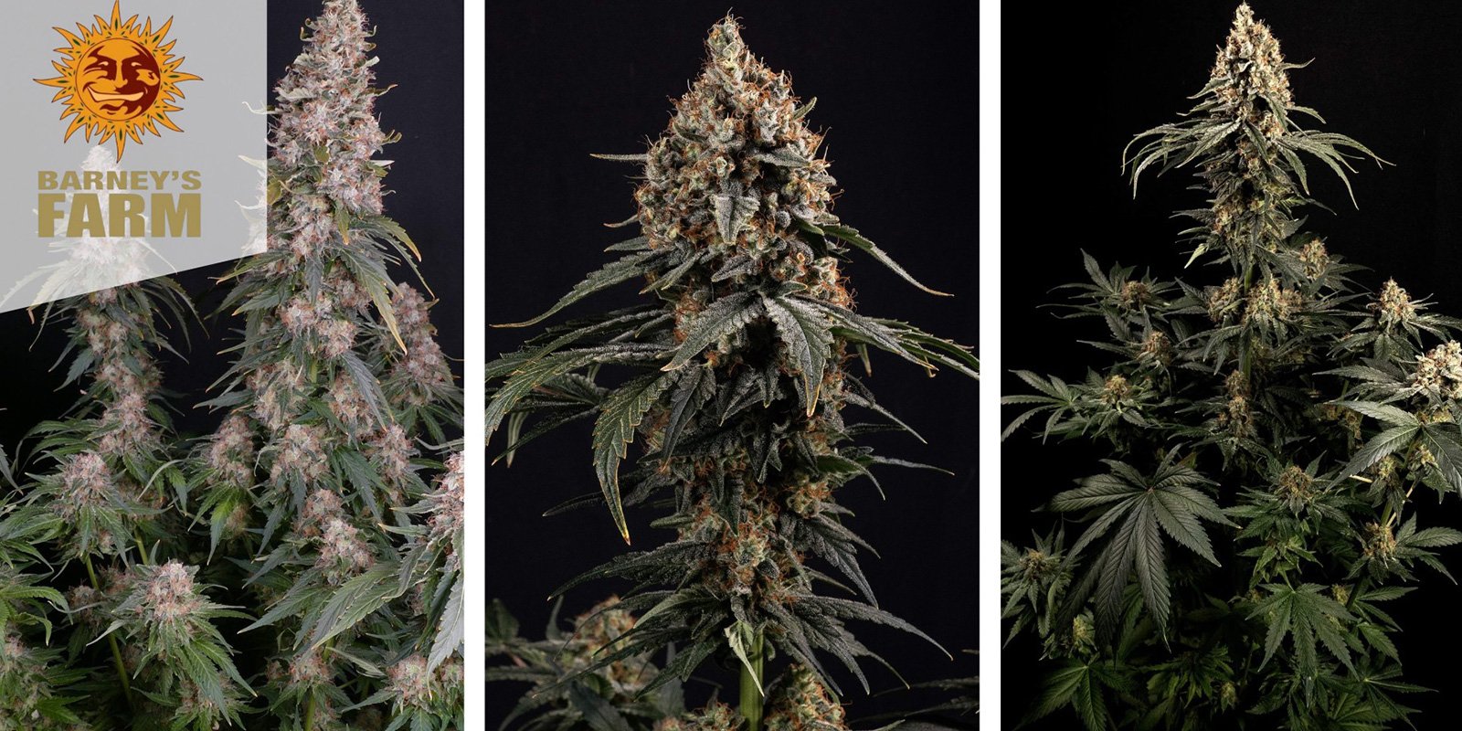 Amnesia Lemon (Barney’s Farm) Amnesia Lemon (Barney’s Farm)