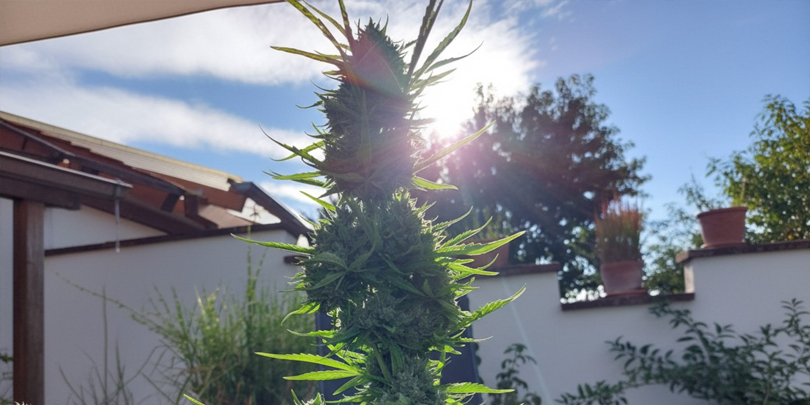 Growing cannabis outdoors in Spain Growing cannabis outdoors in Spain
