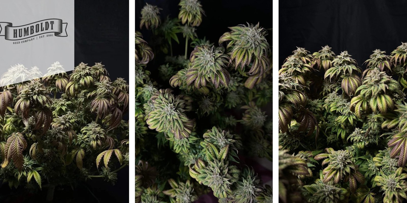 Hella Jelly (Humboldt Seed Company)