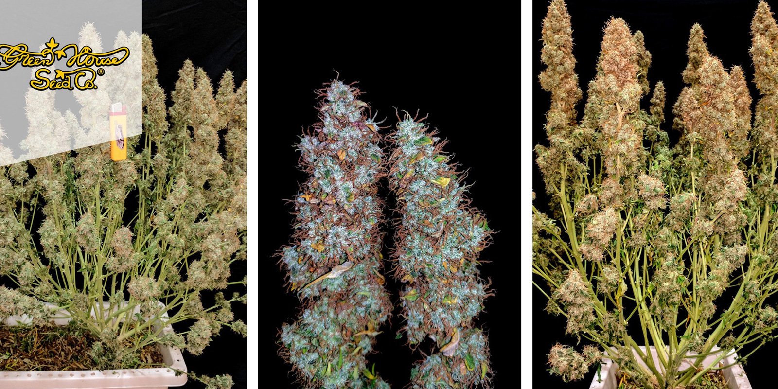 Jack Herer Auto (Greenhouse Seeds)