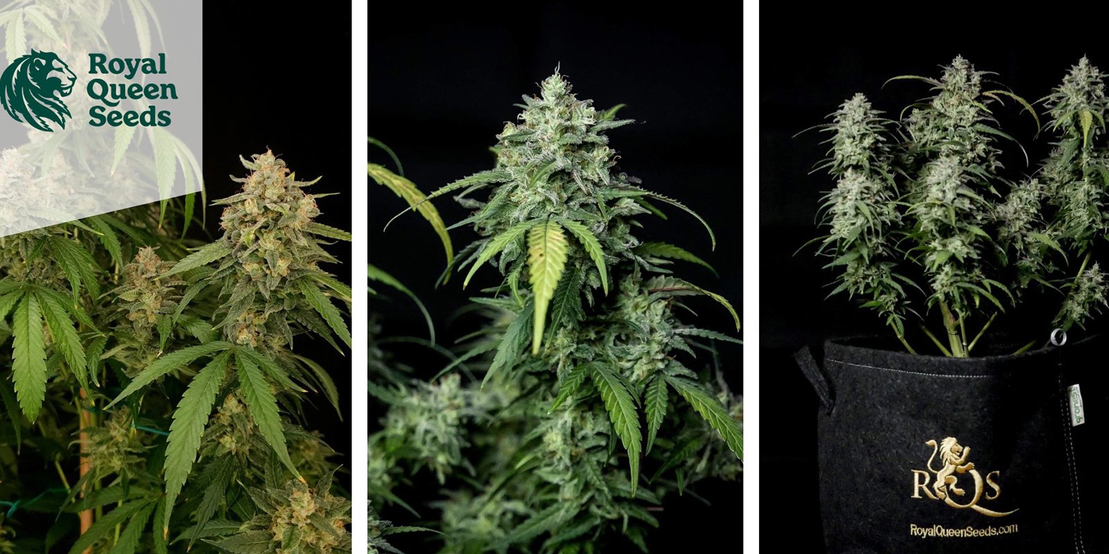 Special Queen 1 (Royal Queen Seeds) Special Queen 1 (Royal Queen Seeds)