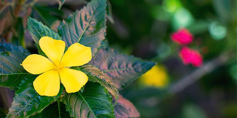 Damiana (Turnera afrodisiaca)