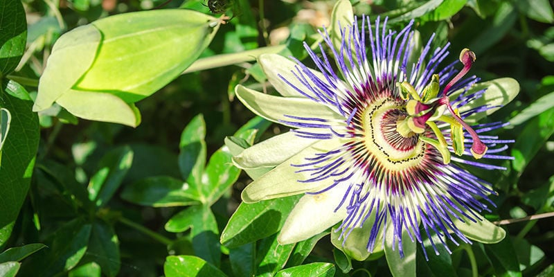 Passiflora incarnata