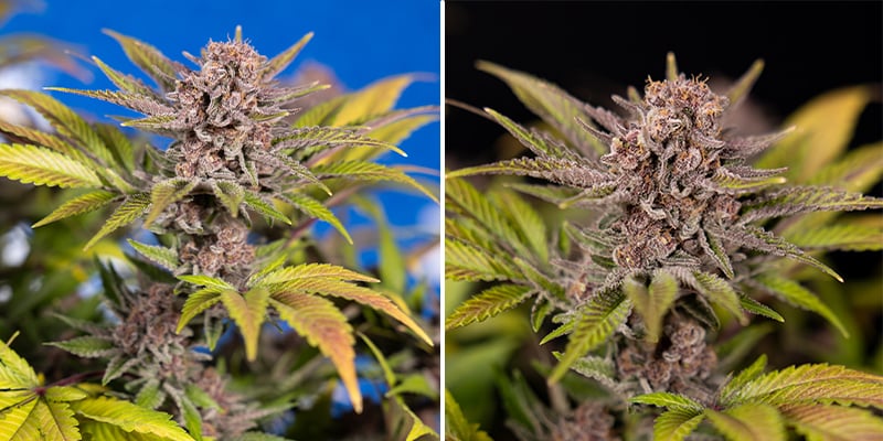 Serious Happiness (Serious Seeds)