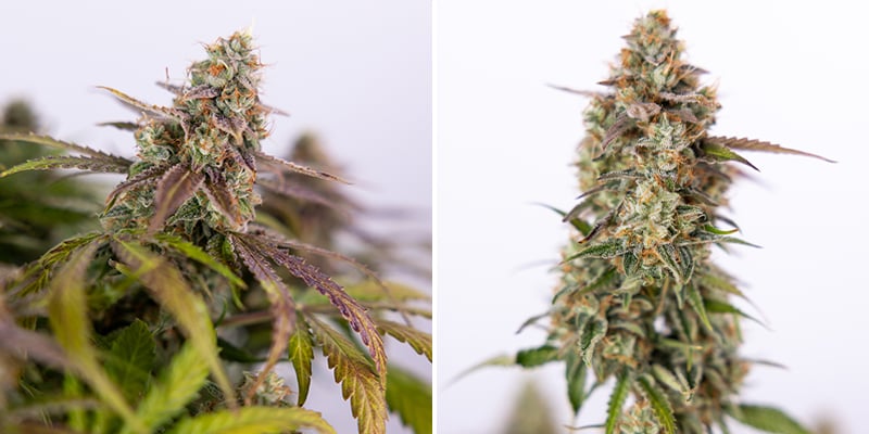 Pineapple Express Auto (FastBuds)