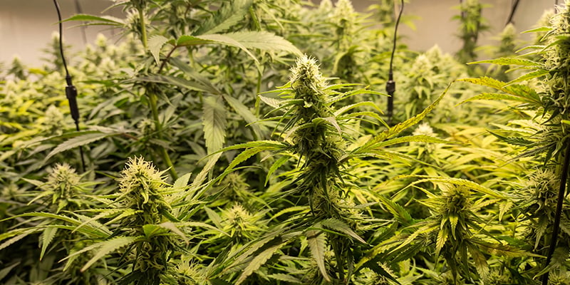 Critical Jack Herer (Delicious Seeds)
