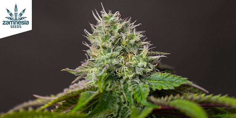 10 Ways To Grind Cannabis Without A Grinder [2024 Update] - Zamnesia Blog
