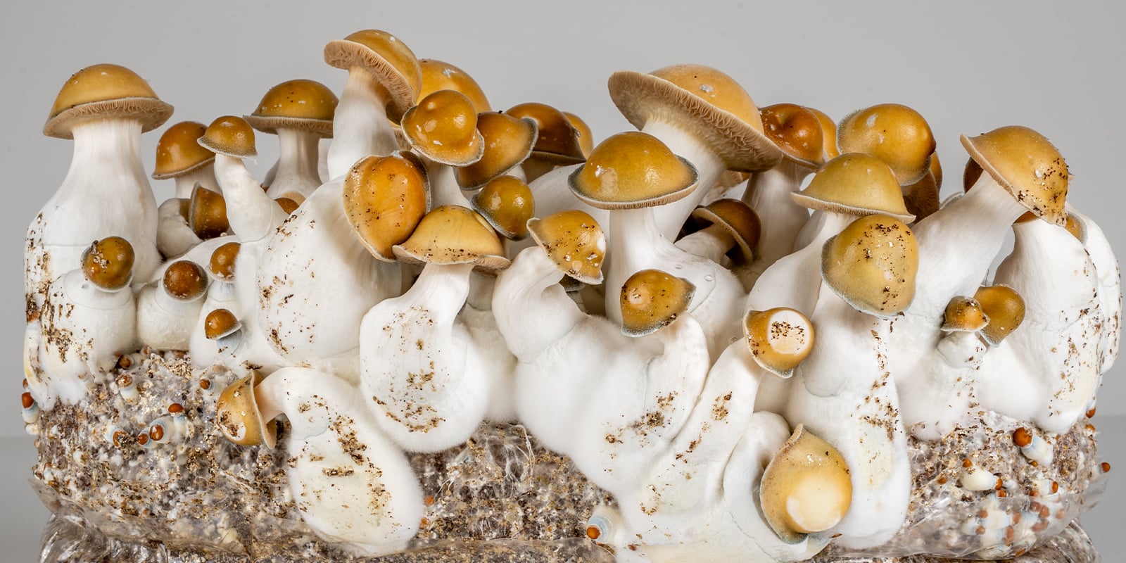 How safe are magic mushrooms?