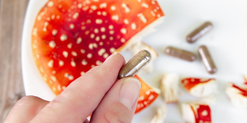 Amanita muscaria (fly agaric mushroom)