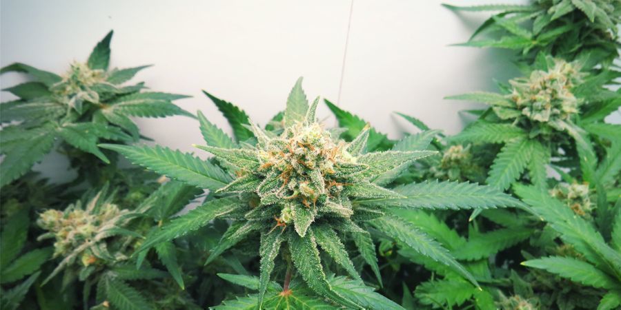 White Widow (Zamnesia Seeds)