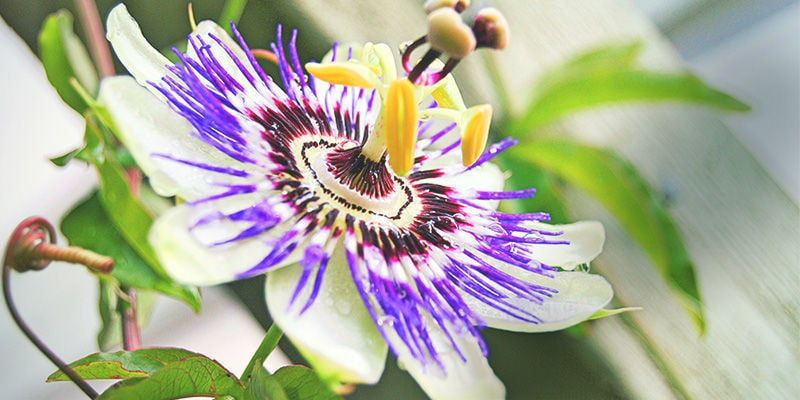 Passionflower