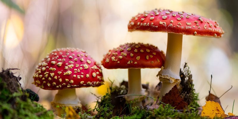 What is the Amanita muscaria (fly agaric) mushroom?