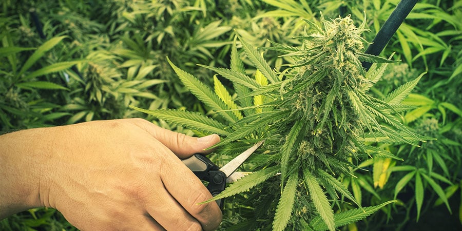 PRUNING AND TRAINING CANNABIS