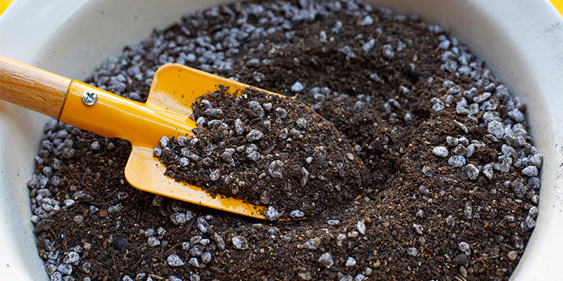 Growing Lophophora decipiens: A step-by-step guide