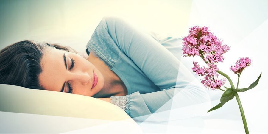 Valerian For Relaxation And Sleep