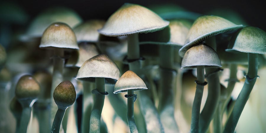 Psilocybe Cubensis